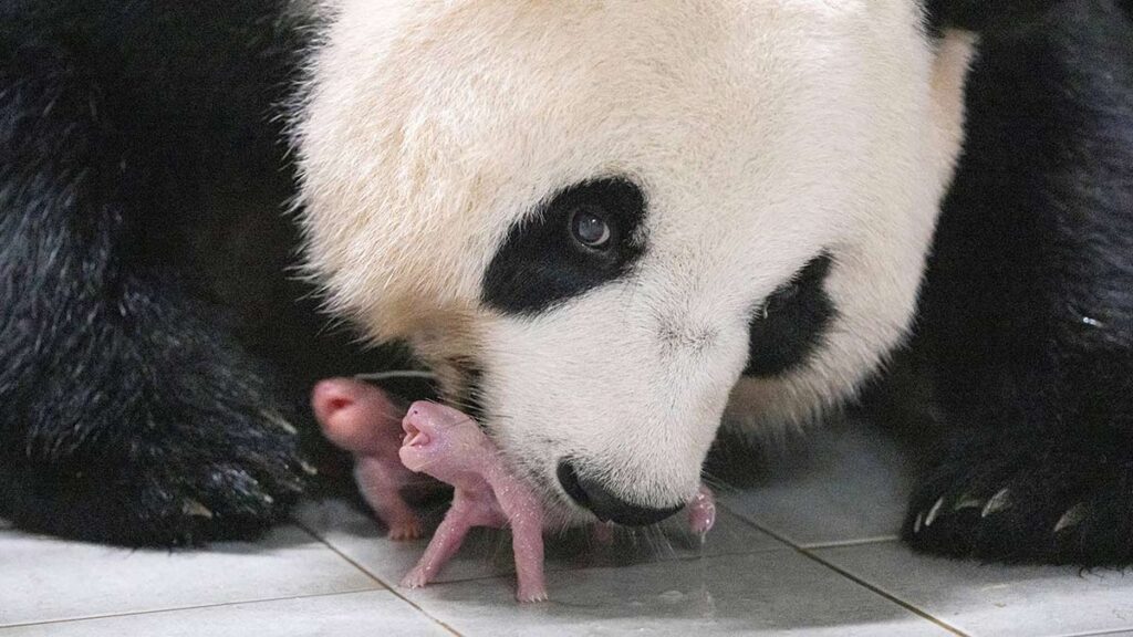 PANDAS COREA DEL SUR