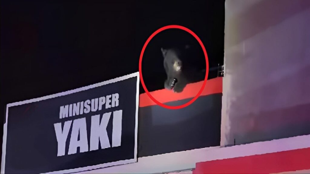 Oso En Piedras Negras Coahuila