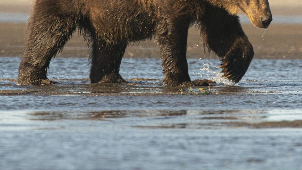 Oso se mete a la alberca para refrescarse en Monterrey