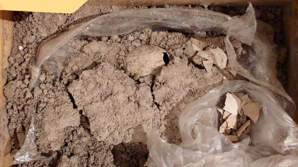 HUEVO FÓSIL DE FLAMENCO