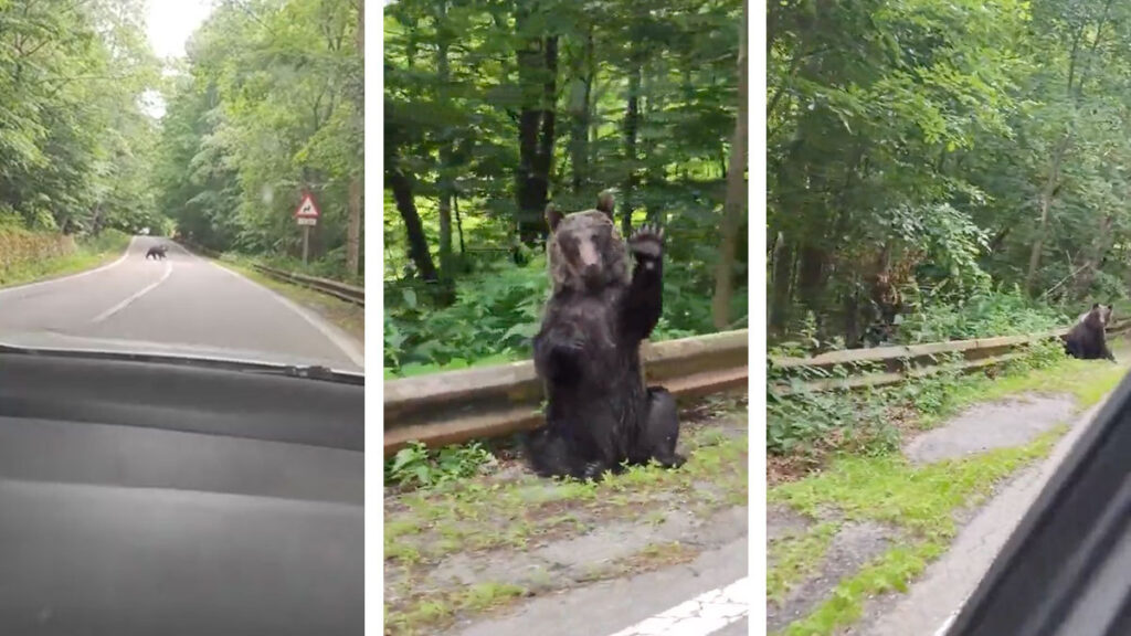 ¿En dónde aprendió modales? Oso “saluda” a turistas por dejarlo cruzar en carretera de Rumania