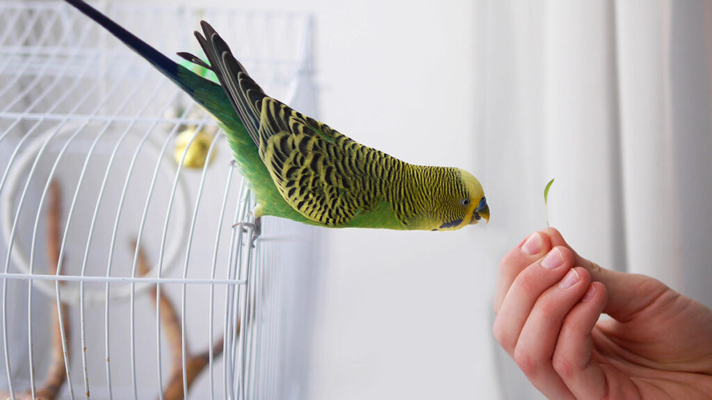 Manicurista crea pico con acrílico a un pajarito y genera debate