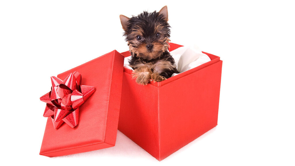 Regalarían mascotas en Taiwán a parejas que tengan hijos