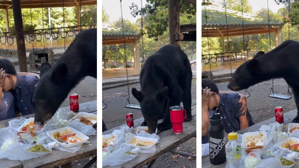 Oso come en Nuevo León