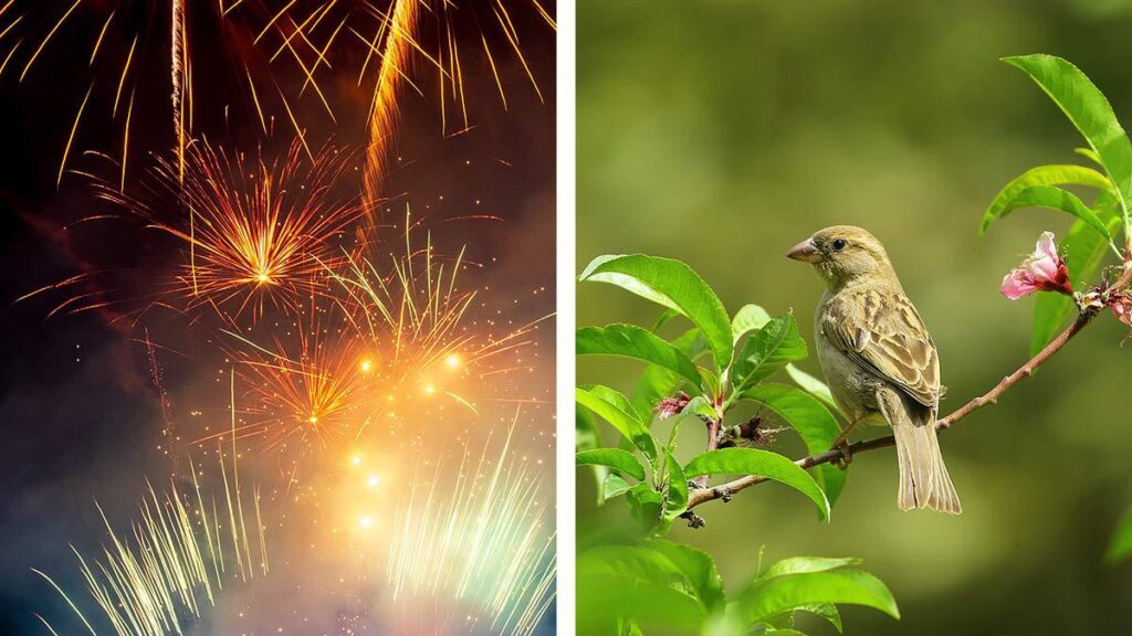 ¿Cómo daña la pirotecnia a las aves?