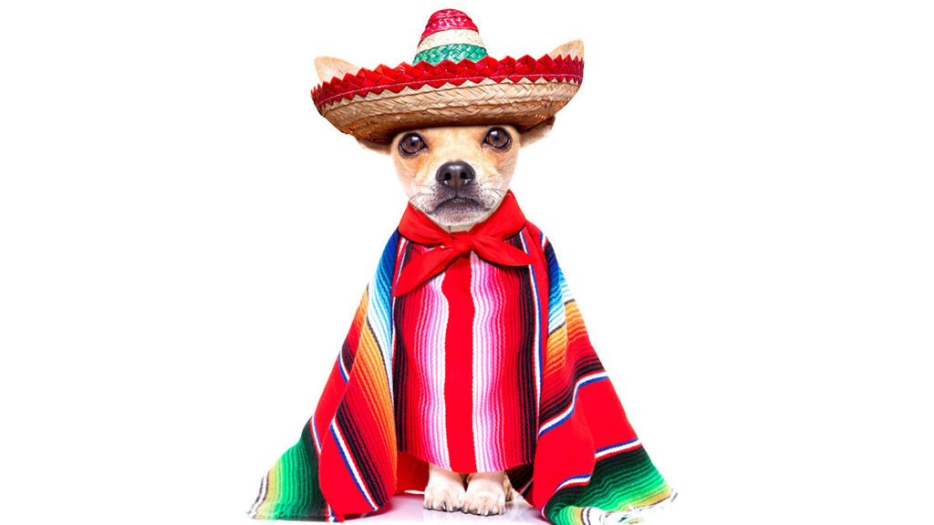 Looks para que tu mascota celebre el 15 de septiembre