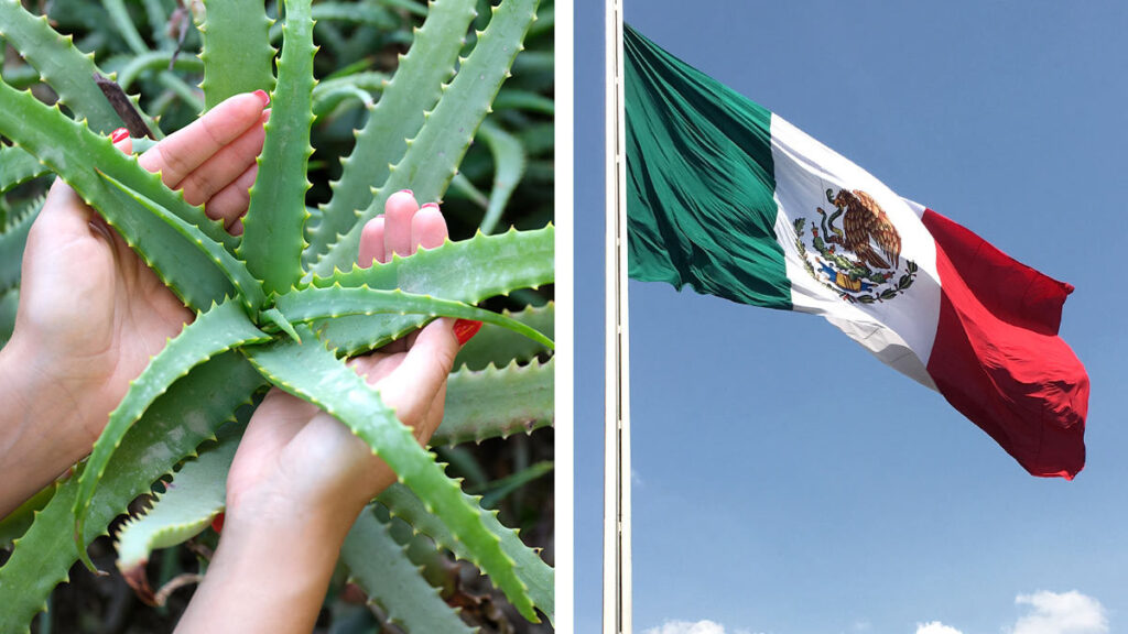 Plantas para decorar este 15 de septiembre