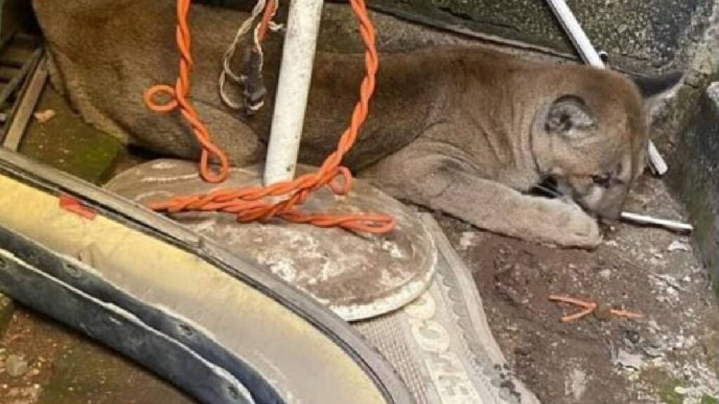 PUMA HIDALGO CERVECERIA