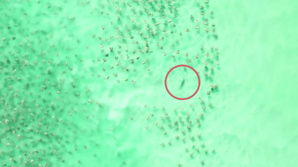 Tiburón acecha a miles de rayas, pero logran burlarlo para salir con vida