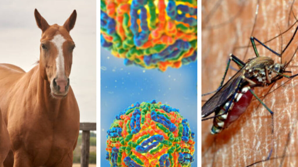 ¿Qué es el Virus del Nilo Occidental y qué animales lo provocan?