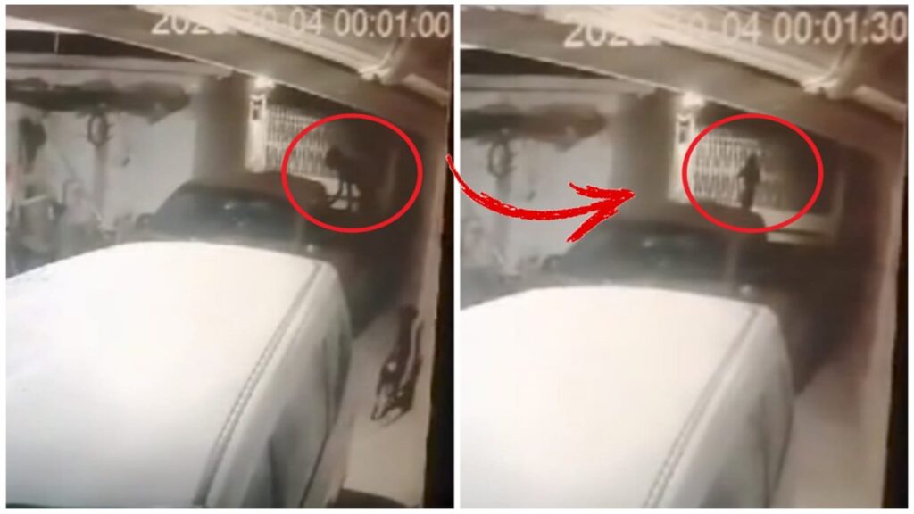 Captan A Nahual Transformandose En Mujer En Coahuila