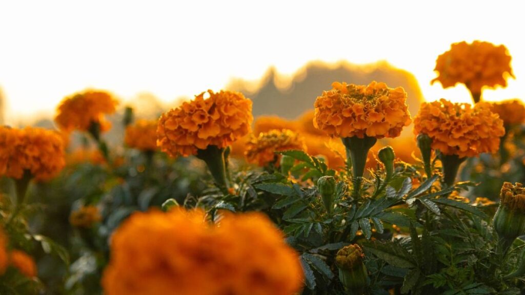 CEMPASUCHIL CDMX DIA DE MUERTOS