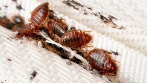 Alertan por plaga de chinches en la Universidad Politécnica de Querétaro