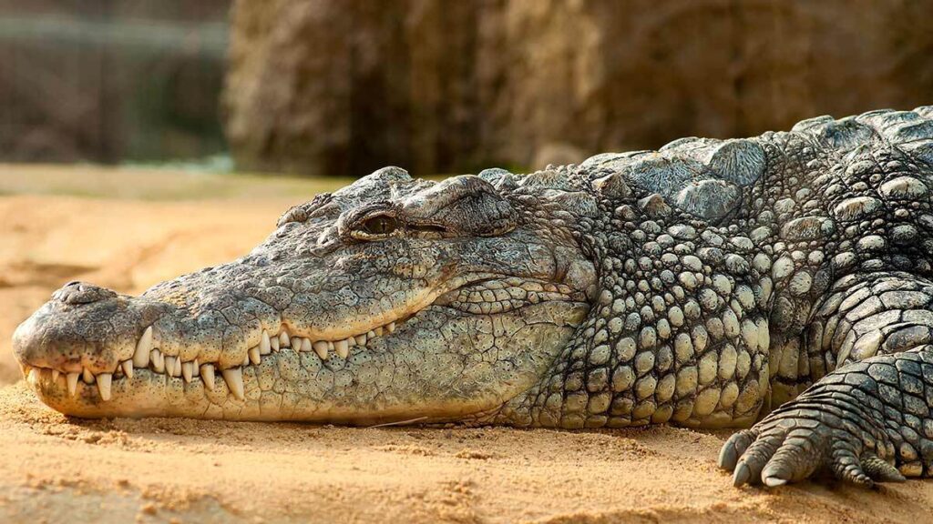 Cocodrilo es encontrado en Tamaulipas