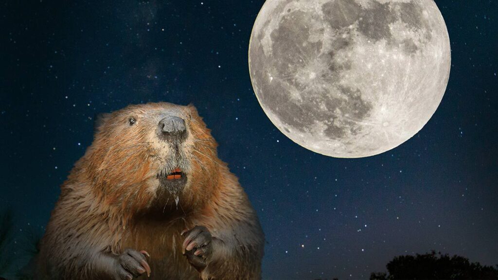 Luna del castor 2023: rituales para aprovechar su energía