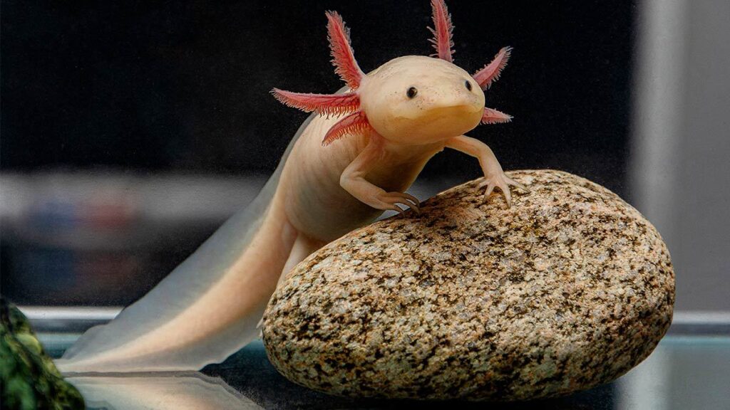 Ajolote como mascota