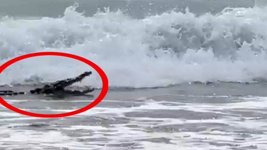 Cocodirlo En Ixtapa Zihuatanejo