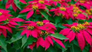 Arranca la temporada de nochebuenas: así puedes cuidarlas para que duren más