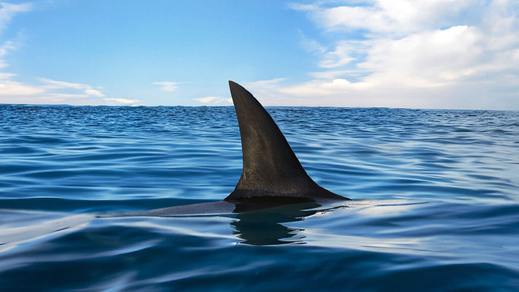 Tiburon Ataque Surfista