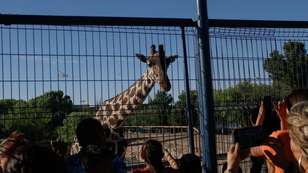 benito-la-jirafa-puebla-pide-formalmente-su-traslado