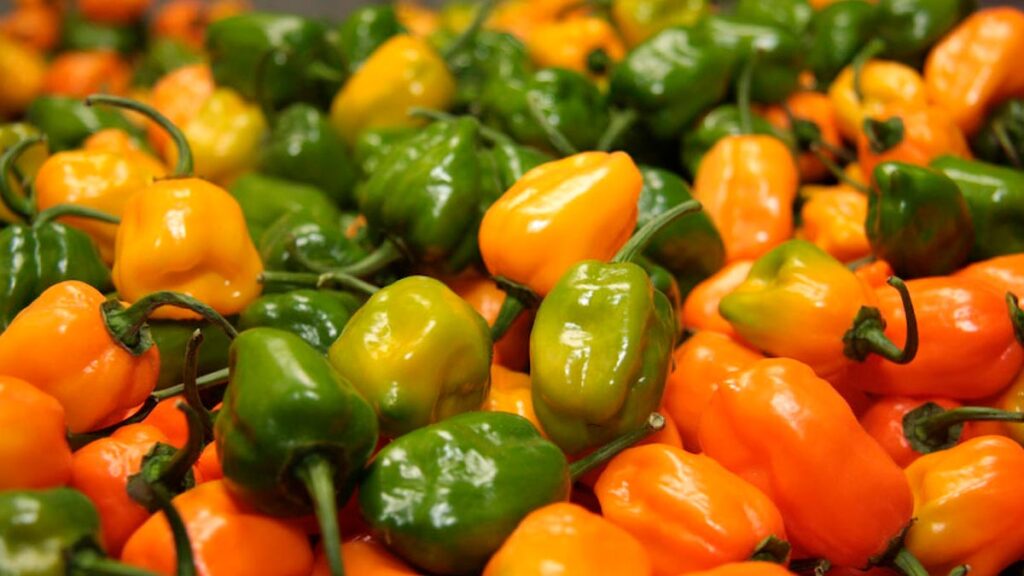 Chile habanero