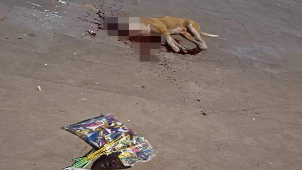 Explotan Cohete A Perro En San Luis Potosi