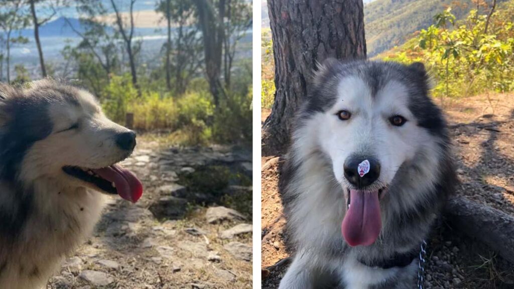 Familia Regala Perro