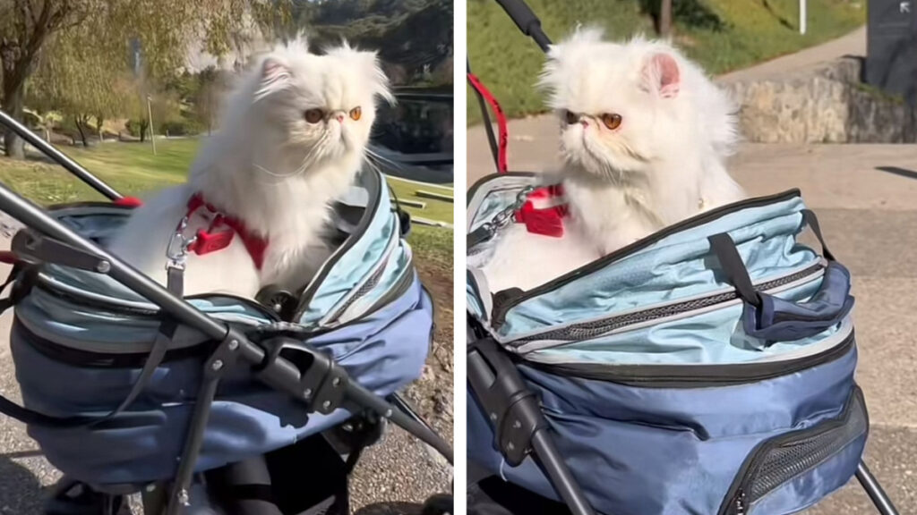 MICHI GATO PARQUE LA MEXICANA