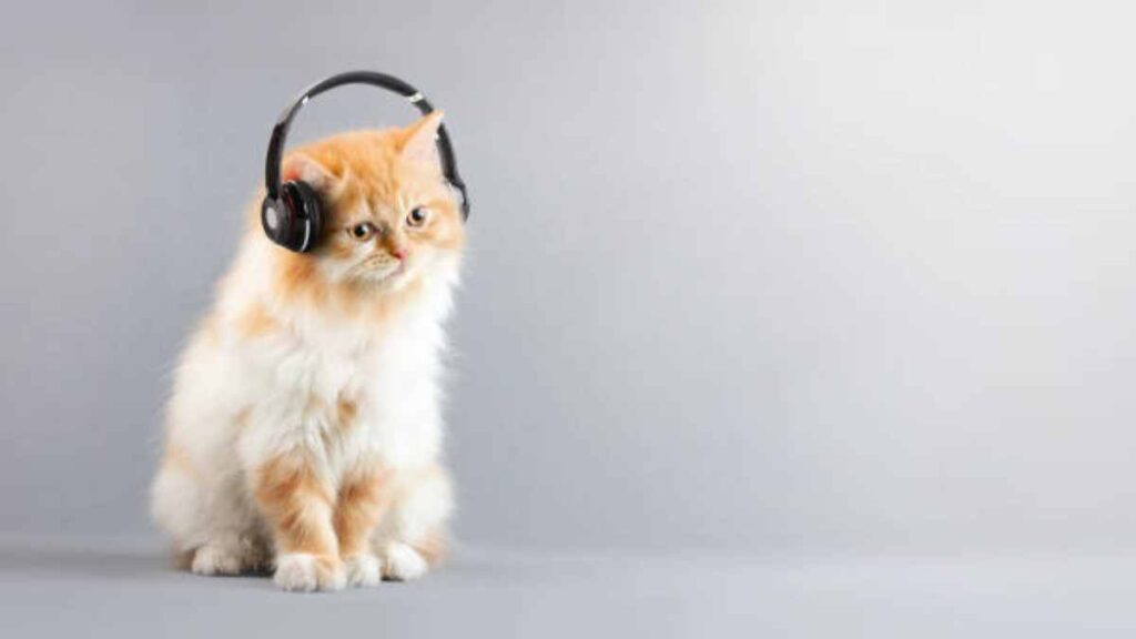 Música para gatos: Conoce los ritmos que tu michi prefiere