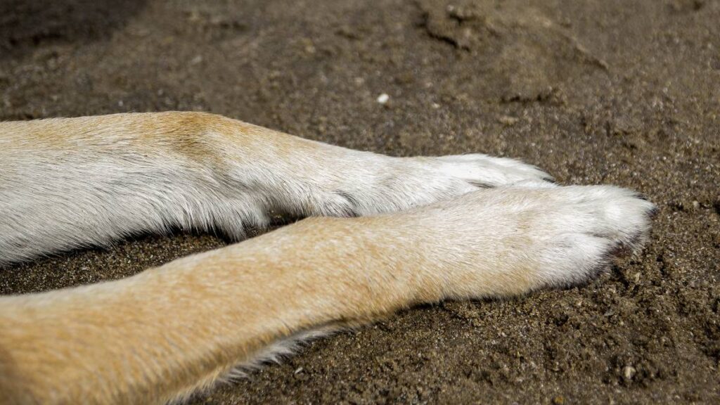 Atropella a dos perritos en Acapulco y se hace viral; ahora costea su tratamiento