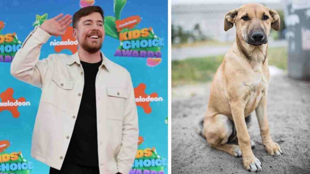 Mr Beast rescató a 100 perros abandonados