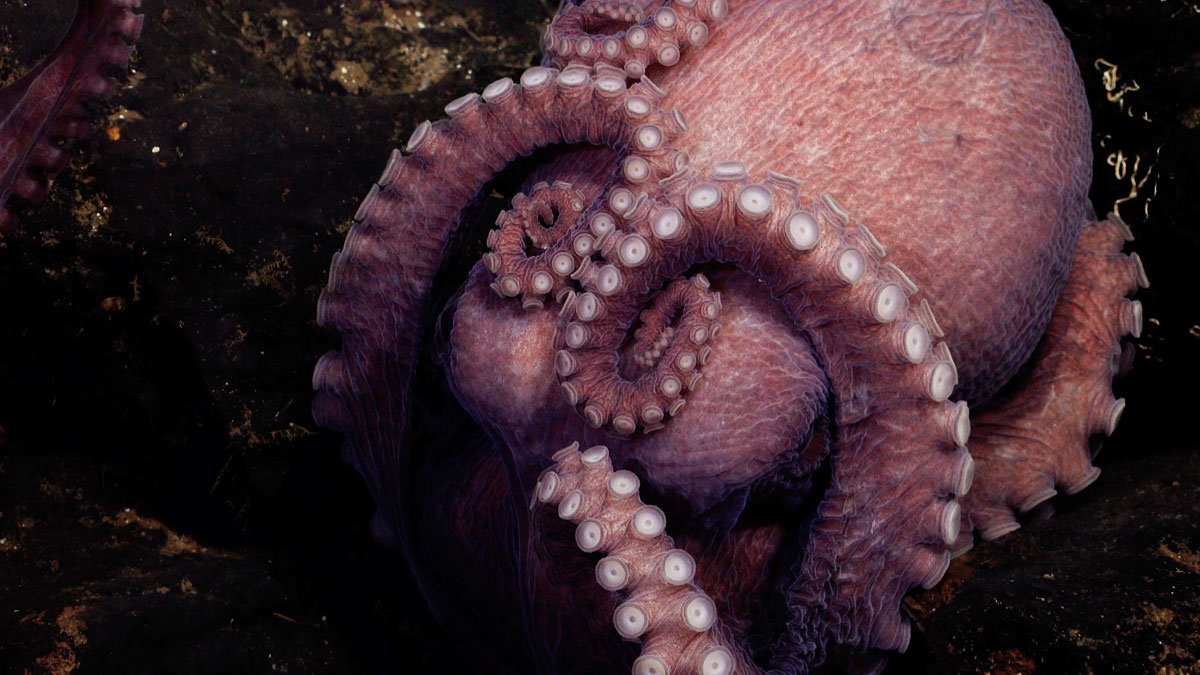“Primo, me estaba ahogando”: Pescador pelea por quitarse un pulpo de la cara