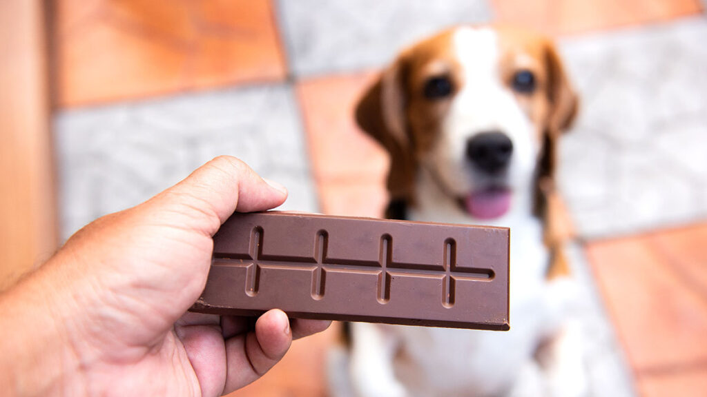 Perro Chocolate