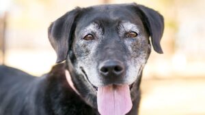 ¿Por qué sí adoptar un perro viejito?