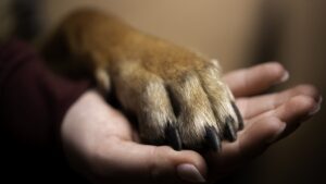 Video: chofer atropella a perrito en Puebla; autoridades investigan
