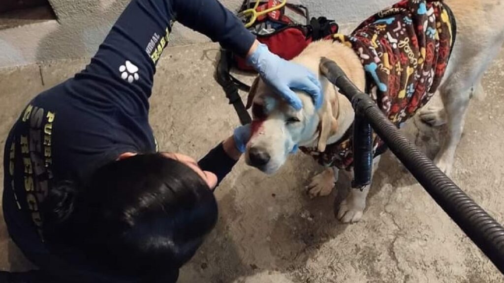 puebla-explotan-pirotecnia-a-perrito-podria-perder-ojo