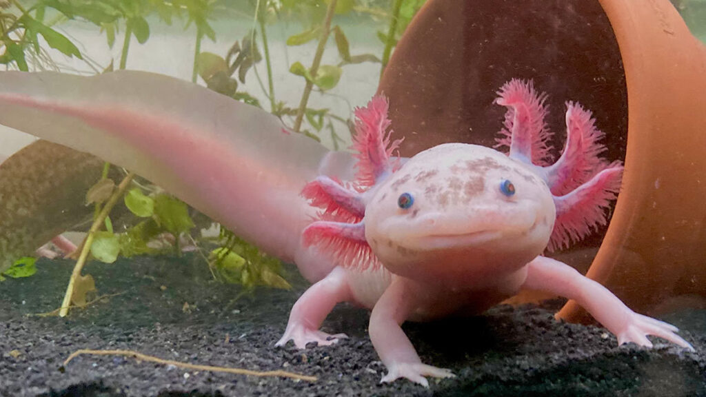 Tamal en forma de ajolote se hace viral y su precio sorprende