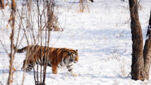 ¡Majestuoso! Encuentran tigre siberiano, el felino más grande del mundo, en China