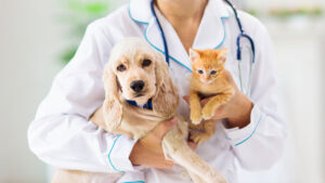 ¿Cuándo debo esterilizar a mi mascota? Beneficios de la castración