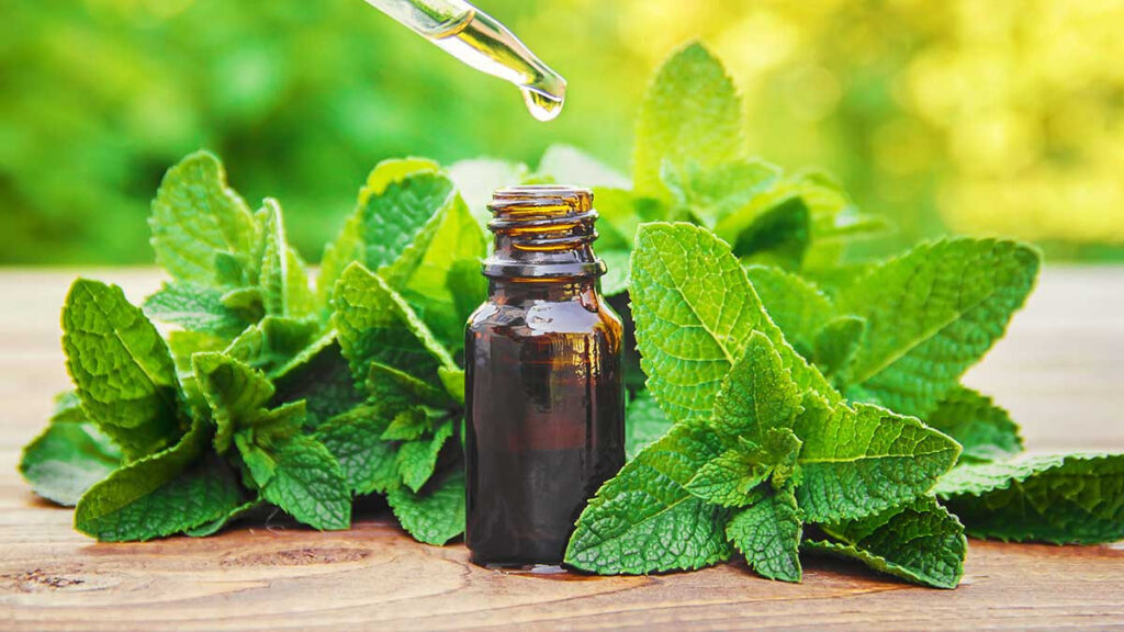 Aceite de menta, una refrescarte solución en días de calor