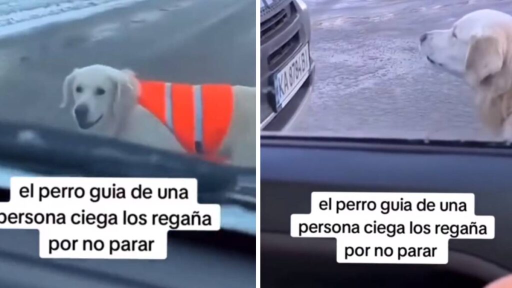 Perrito guía ladra a los conductores para poder cruzar la calle con su dueño ciego