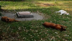 ¡Basta de crueldad! Ofrecen 50 mil pesos por asesino serial de perros en Xochimilco