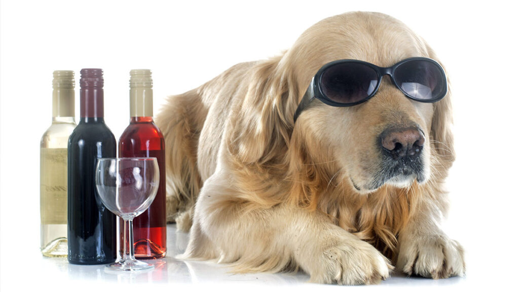Vino para perros o gatos, te decimos que es y dónde los venden