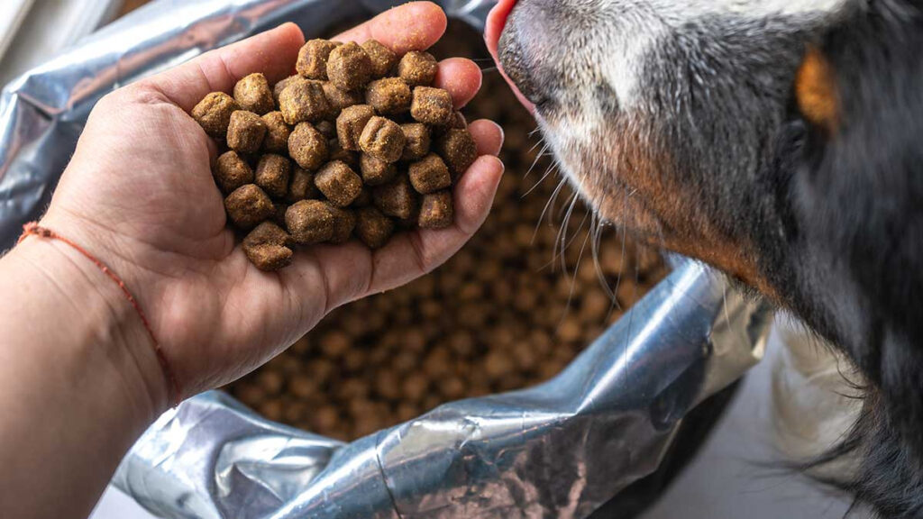 Alimento gratis para perros y gatos: cómo conseguirlo