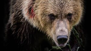 Creciente preocupación: nuevo ataque de oso deja 5 heridos, incluida una niña