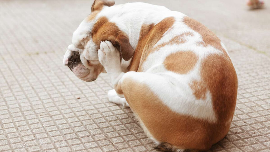 Cómo proteger a las mascotas de las garrapatas en época de calor