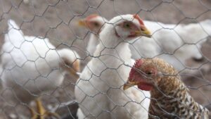 México suspende importación de pollo de Brasil por brote de enfermedad de Newcastle