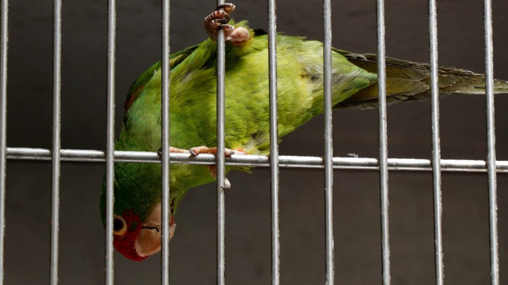 Cinco personas han muerto debido a un brote de psitacosis, enfermedad conocida como fiebre del loro, alertó la OMS.