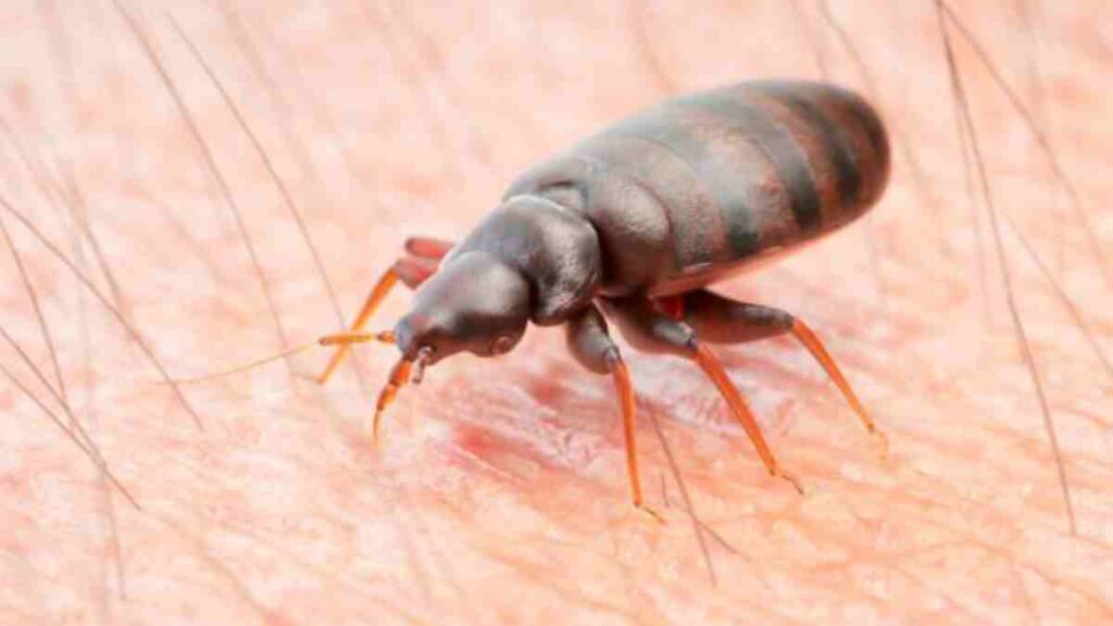 Crecen denuncias por supuestas chinches en el Metro CDMX