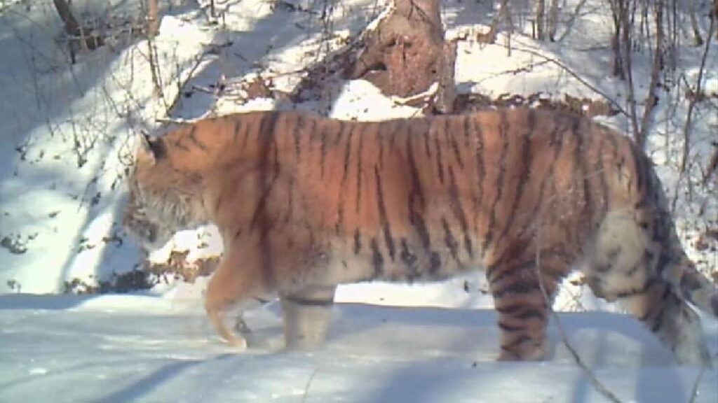 Tigre siberiano un a dos paises China y Rusia